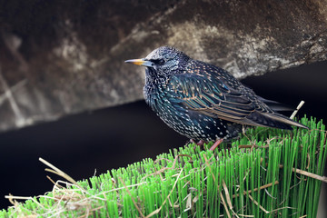 starling