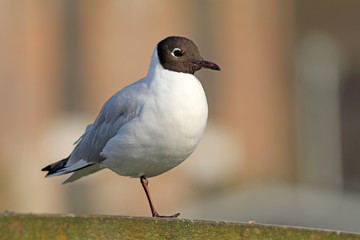 Gull