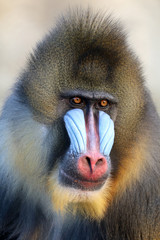Mandrill