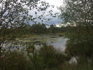 Naturlandschaft im Pietzmoor