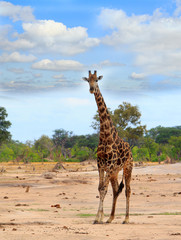 Lone Giraffe standing on the dry African Plains with a nice blue cloudy sky