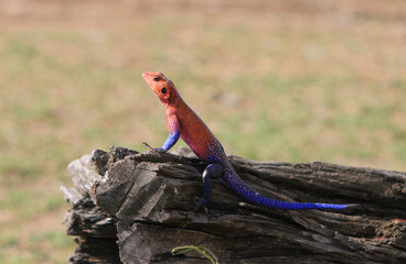 Red and blue coloured Gecko sunbathing on a wooden trunk with a natural grassland bokeh background.  The males are particularly colourful in the breeding season - African Plains, masai Mara, Kenya