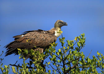 Black backed Vulture surveying the landscape while perched on a tree with a bright blue African sky