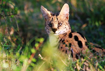 A solitary Serval Cat sitting among tall grasses on the plains of the masai mara national park, kenya