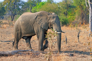 Fototapeta na wymiar Large Elephant walking through the bush savannah 
