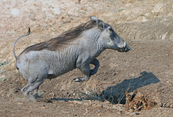 Warthog jumping over a small ditch 