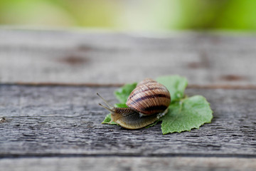 urgundy snail (Helix, Roman snail, edible snail, escargot) on wooden background