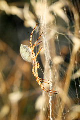 Argiope lobata, eine Radnetzspinne 
