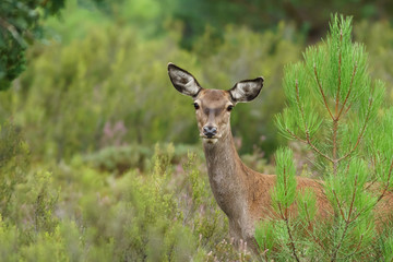 Female deer looking at camera