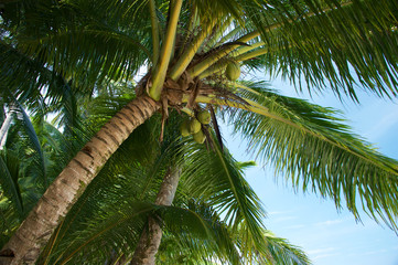Coco Palm