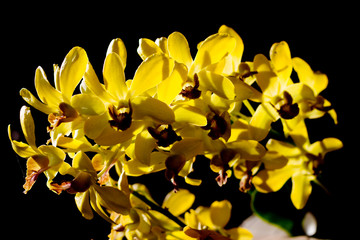 Obraz premium Yellow orchid on a black background.