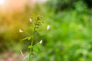 Grass flower in the forest