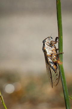 Macro einer Zirkade am Halm einer Pflanze