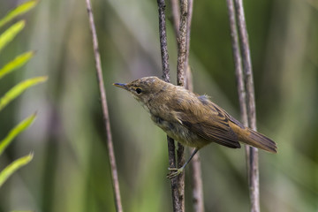 Teichrohrsänger (Acrocephalus scirpaceus)