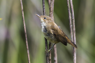 Teichrohrsänger (Acrocephalus scirpaceus)