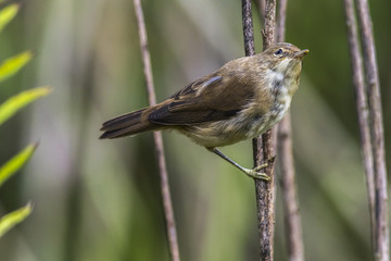 Teichrohrsänger (Acrocephalus scirpaceus)