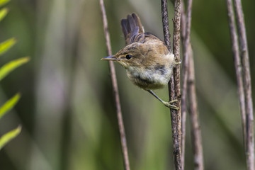 Teichrohrsänger (Acrocephalus scirpaceus)