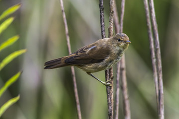 Teichrohrsänger (Acrocephalus scirpaceus)