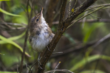Teichrohrsänger (Acrocephalus scirpaceus)