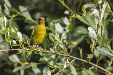 Grünfink (Carduelis chloris)