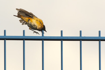 Gartenrotschwanz (Phoenicurus phoenicurus)