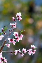 Pink and White flowers in the garden