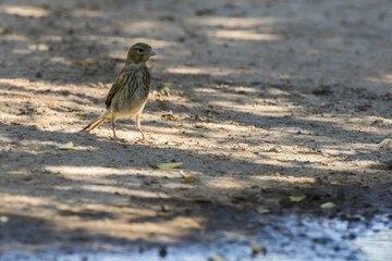 Bluthänfling (Carduelis cannabina)