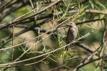 Bluthänfling (Carduelis cannabina)