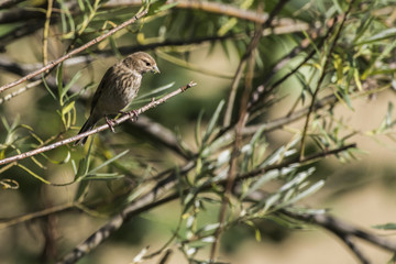Bluthänfling (Carduelis cannabina)
