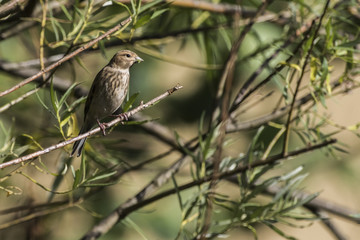 Bluthänfling (Carduelis cannabina)
