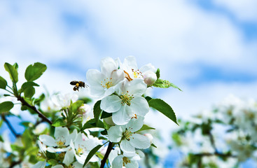 Close up of flowering white apple tree in the garden. Beautiful in nature.