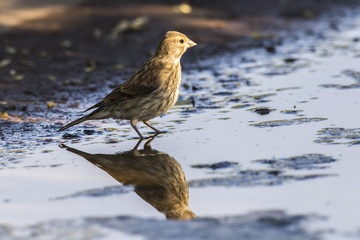 Bluthänfling (Carduelis cannabina)