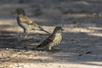 Bluthänfling (Carduelis cannabina)