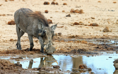 Warthog taking a drink from a small pool of water in  camp with a nice reflection in Hwange , Zimbabwe