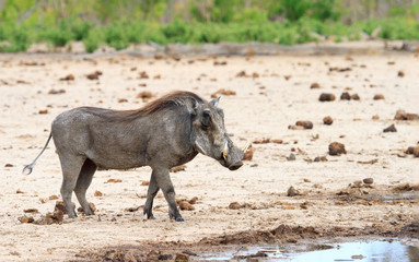 A lone Warthog standing alone on the dry dusty plains with a lush green bush in the background in Hwange , Zimbabwe