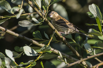 Bluthänfling (Carduelis cannabina)