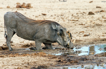Warthog drinking from a waterhole with a oxpecker perched on it's nose in Hwange , Hwang.  Wing...