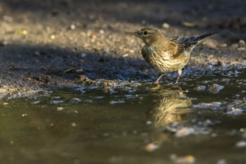 Bluthänfling (Carduelis cannabina)