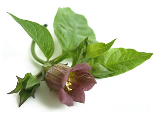 Belladonna (Atropa belladonna) 