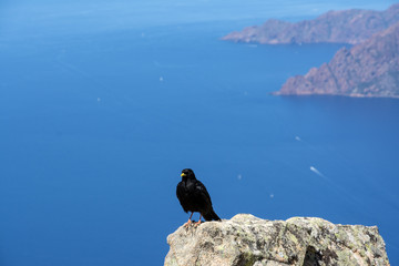 black raven standing on a rock above the sea