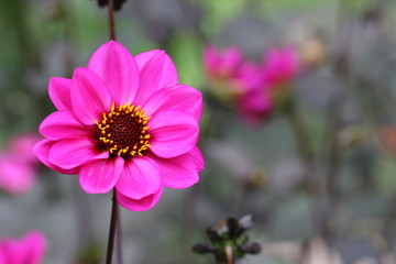 Obraz premium dahlia