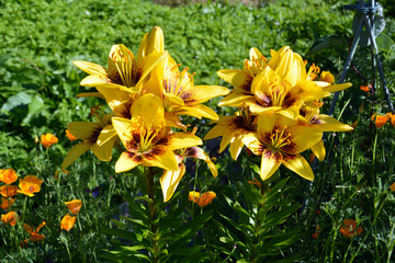 The beauty of flowers. Bush bright yellow Lily blooms in the flower bed in the garden. A close-up photograph