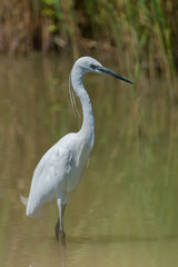 White egret, majestic bird standing in the lake
