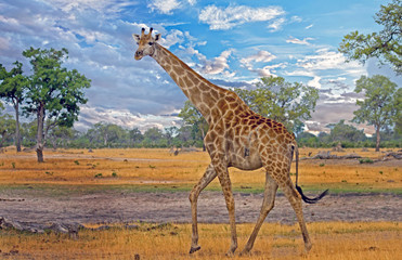 Large Male giraffe walking on the African Plains with a wispy blue sky in Hwange, Zimbabwe