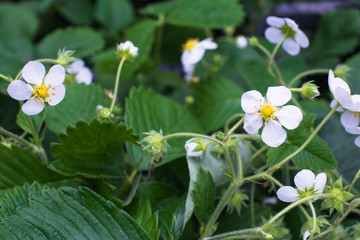 Young seedlings of strawberries with flowers in the garden
