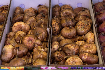 Tulip bulbs for flower garden, Holland