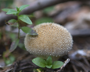 Common puffball fungus mushroom