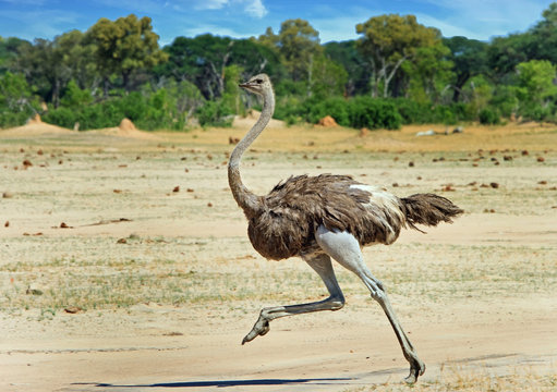 Ostrich running across the vast open plains in Hwange , Zimbabwe