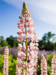 Lupine Field