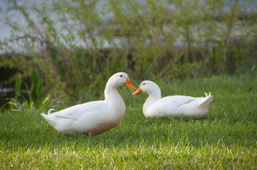 Two Ducks on the Lawn